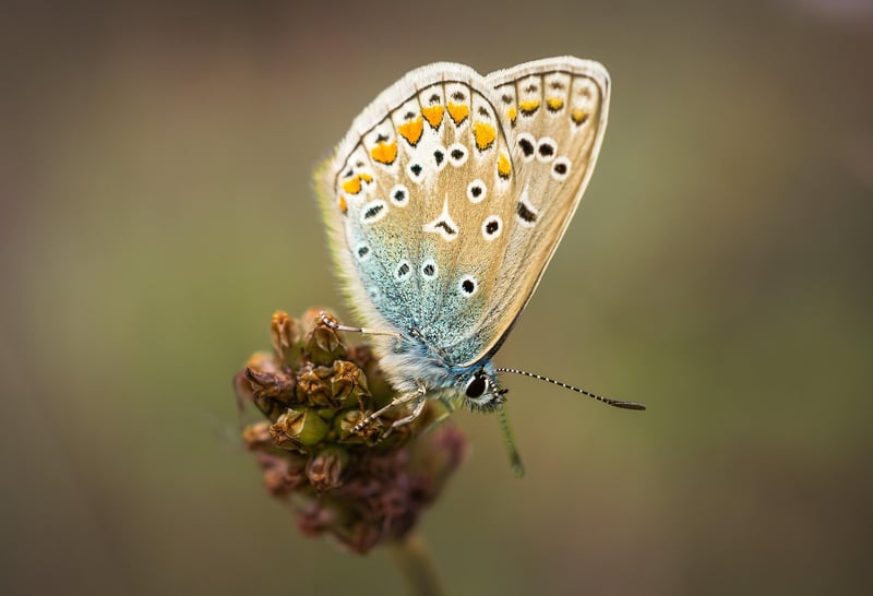 Butterfly Effect Image